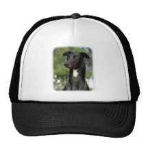 Lévrier 9R022-146 Casquettes