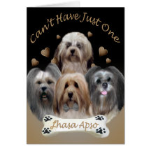 Lhasa Apso, "kann gerade mit einen" Grüßen nicht h