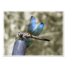 Libellen-Fantasie Photographischer Druck
