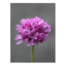 lila Blume mit Ameise Postkarte