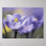 Lila Krokusplakat