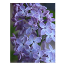 Lilas Cartes Postales