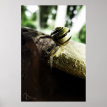 Limace Posters