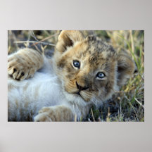 Lion Baby Posters