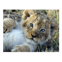 Lion Baby Postkarte