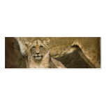 Lion Cartes De Visite Personnelles