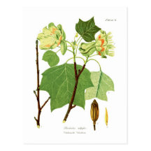 Liriodendron tulipifera postkarte