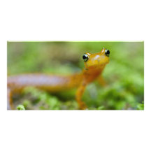 Longtail Salamander Bildkarte