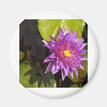 Lotos-Blume Kühlschrankmagnete