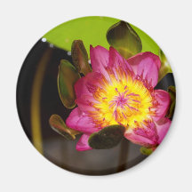 Lotos-Blume Kühlschrankmagnete