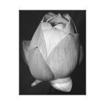 Lotos-Blumen-Leinwand-Druck Gespannte Galerie Drucke