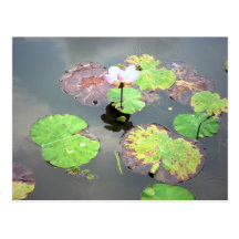 Lotus Postkarte