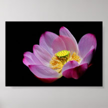 Lotusblume Plakate
