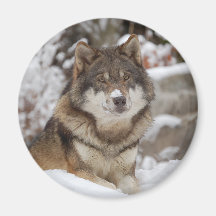 Loup d'hiver aimants pour réfrigérateur