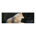 Loup polaire cartes de visite personnelles