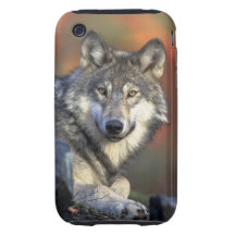 loup sauvage coque tough iPhone 3