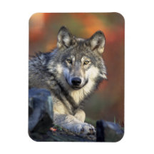 loup sauvage magnet en vinyle