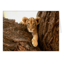 Löwe CUB Karte