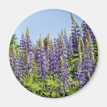 Lupines Aimant Pour Réfrigérateur