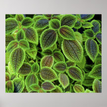 L'usine de coleus part du Solenostemon Scutellario Posters