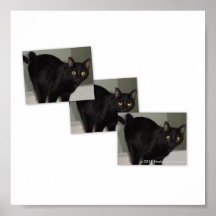 LUSTIGE SCHWARZE KATZEN POSTER