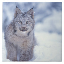 lynx, lynx de Lynx, dans la neige dans les colline Carreaux En Céramique