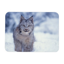 lynx, lynx de Lynx, dans la neige dans les colline Magnet En Vinyle
