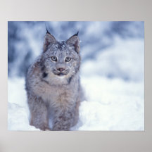 lynx, lynx de Lynx, dans la neige dans les colline Posters