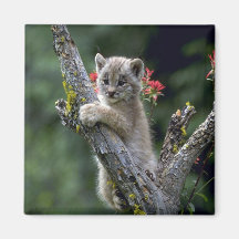 Lynx-petit chaton du Canada Aimant