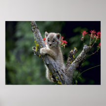 Lynx-petit chaton du Canada Posters