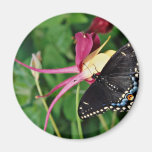 Machaon noir sur la fleur colombine, Ontario, Ca Aimant Pour Réfrigérateur