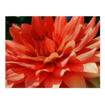Macro carte postale de photographie de fleur de da