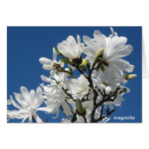 Magnolien-Anmerkungs-Karte