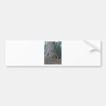 Mammutbaum-Bäume Giants Auto Sticker