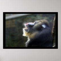 Mandrill #2 plakat