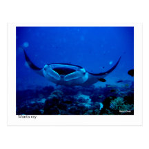 Mantarochenpostkarte - 01