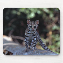 Margay (Felis wiedi) Kätzchen im Baum Mousepad