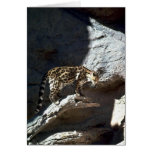 Margay Katze Grußkarte
