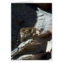 Margay Katze Grußkarte
