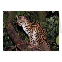Margay (wiedi de Felis) dans l'arbre Carte De Vœux