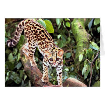 Margay (wiedi de Felis) dans l'arbre Carte De Vœux