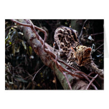 Margay (wiedi de Felis) dans l'arbre Cartes