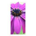Marguerite pourpre personnalisable double carte en  couleur