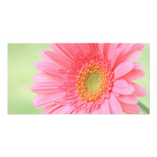 Marguerite rose personnalisable de Gerber Photocarte Customisée