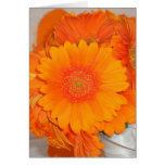 Marguerites oranges cartes de vœux