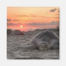 Meeresschildkröten am Sonnenuntergang Kühlschrankmagnete