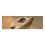 Meerkat Carte De Visite