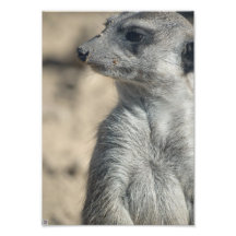 Meerkat drôle art photographique