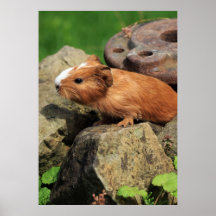 Meerschweinchen Plakat