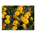 Mexikanische Mohnblume (Eschscholtzia Californica) Postkarte